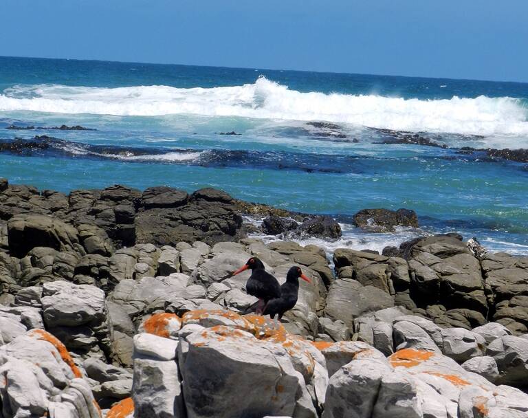 Black Oystercatcher