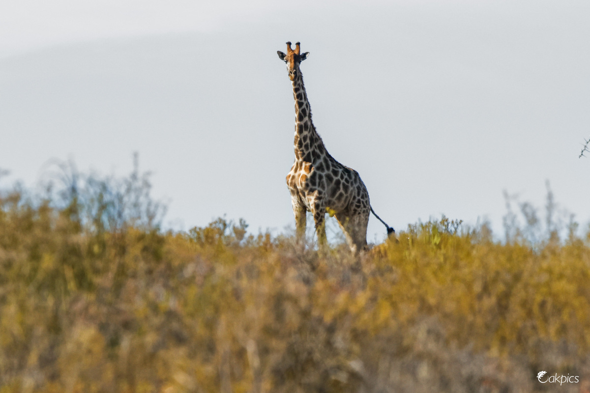 Giraffe